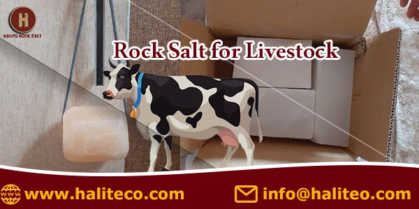 livestock salt