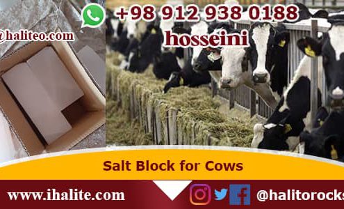 salt block for cows